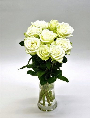 Roos (valge) 50-60 cm