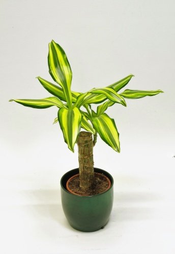 Lõhnav draakonipuu 40cm.