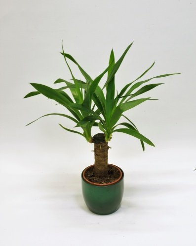 Tääkliilia 45 cm.