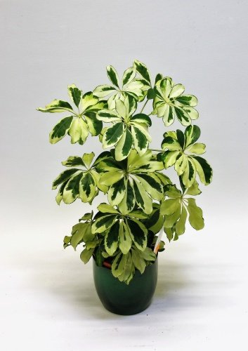 Sõrmlehik kirjuleheline 50 cm.